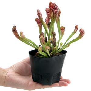 (ビオトープ)水生植物 サラセニア(瓶子草)品...の詳細画像1