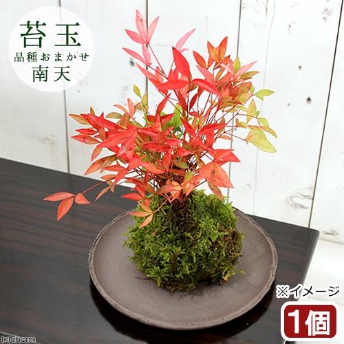 （盆栽）苔玉　品種おまかせ　ナンテン（南天）（１個）観葉植物　コケ玉（休眠状態）