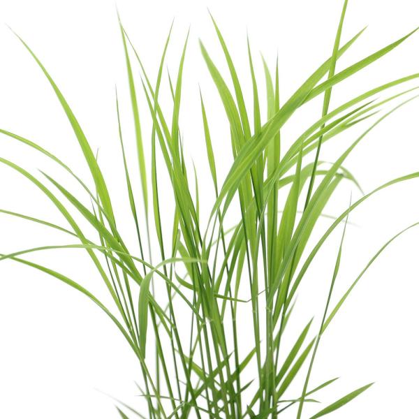 （ビオトープ）水辺植物　お米の苗　古代米　神丹穂（カンニホ）３号（１ポット）観賞用稲　自由研究