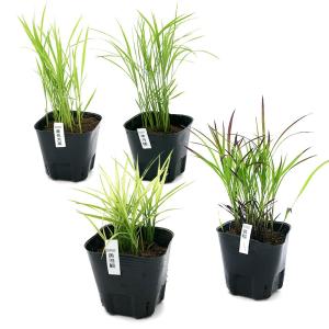 (ビオトープ)水生植物 お米の苗 おまかせ4種...の詳細画像1