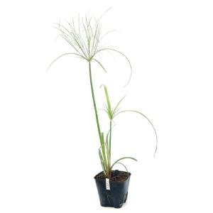 （ビオトープ）水生植物　パピルス（１ポット）　湿性植物