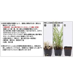 (ビオトープ)水生植物 パピルス(1ポット) ...の詳細画像4