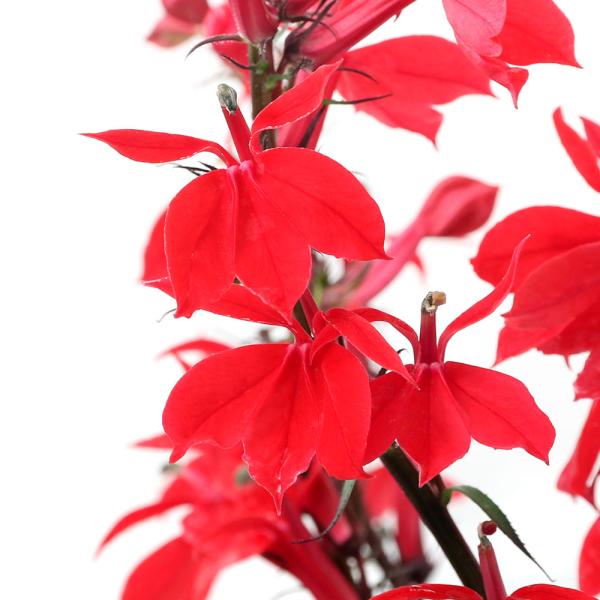 （ビオトープ）水生植物　紅花洋種サワギキョウ（宿根ロベリア）（１ポット）　湿性植物