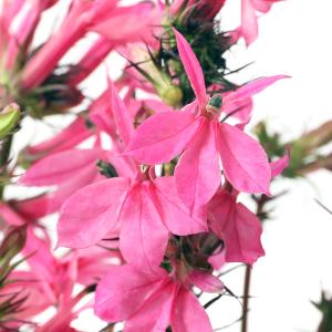 （ビオトープ）水生植物　桃花サワギキョウ（１ポット）　湿性植物
