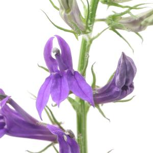 （ビオトープ）水生植物　紫花洋種サワギキョウ（宿根ロベリア）（１ポット）　湿性植物