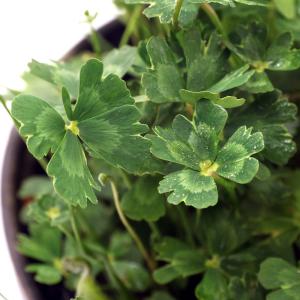 （ビオトープ）水生植物　フギレムチカ（羽衣葉）（１ポット）抽水〜浮葉植物（休眠状態）