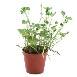 (ビオトープ)水生植物 フギレムチカ(羽衣葉)...の詳細画像1