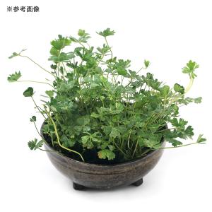 (ビオトープ)水生植物 フギレムチカ(羽衣葉)...の詳細画像2