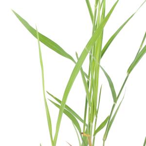 （ビオトープ）水辺植物　ベニアシ（紅葦）１ポット　湿生植物（休眠株）