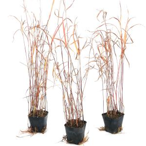 (ビオトープ)水生植物 ベニアシ(紅葦)1ポッ...の詳細画像2