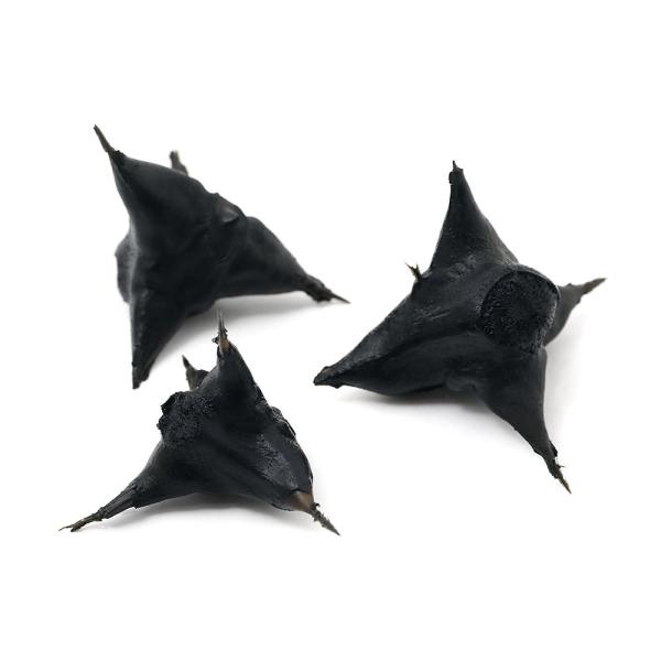 （ビオトープ）オニビシの実　（鬼菱の実）（３粒）