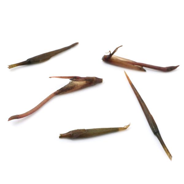 （ビオトープ）越冬芽　トチカガミ（鼈鏡）（５株）