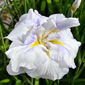 チャーム（charm） （ビオトープ）水生植物 花菖蒲 桃霞（モモガスミ