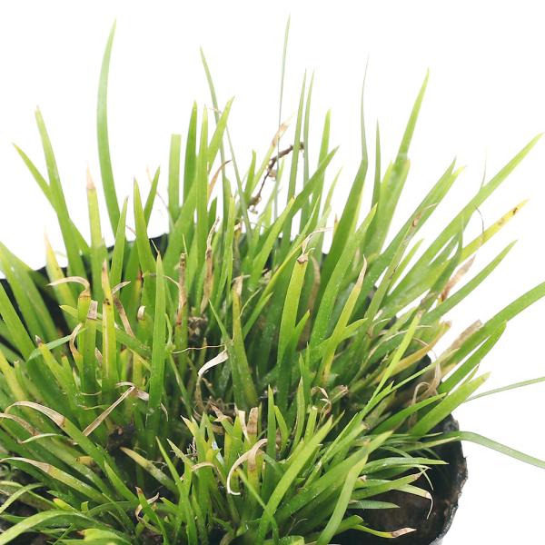 （ビオトープ）水生植物　ヒメセキショウ（姫石菖）（１ポット）　常緑性湿性植物