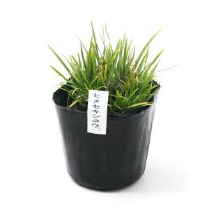 (ビオトープ)水生植物 ヒメセキショウ(姫石菖...の詳細画像1