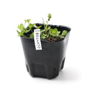 (ビオトープ)水生植物 桃花ヒトミソウ(1ポッ...の詳細画像1