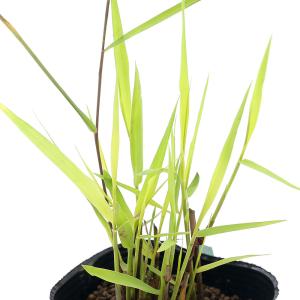 （ビオトープ）水辺植物　オウゴンアシ（黄金葦）１ポット　湿生植物（休眠株）