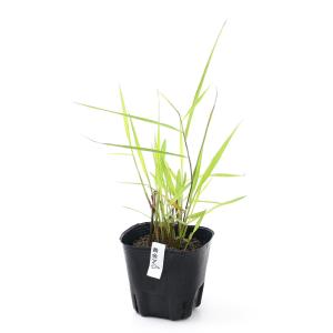 (ビオトープ)水生植物 オウゴンアシ(黄金葦)...の詳細画像1