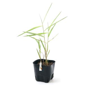 (ビオトープ)水生植物 黄斑ヒメアシ(黄金姫葦...の詳細画像1