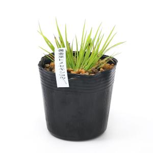 (ビオトープ)水生植物 黄金葉ヒメセキショウ(...の詳細画像1