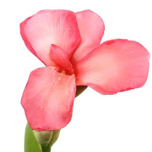 （観葉植物）カンナ　トロピカル　ローズ　４号（１ポット）　北海道冬季不可