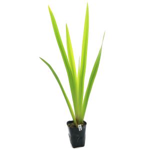 (ビオトープ)水生植物 カキツバタ 雲井の鶴(...の詳細画像1