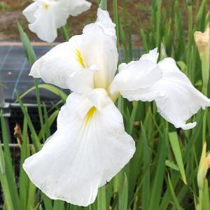 チャーム（charm） （ビオトープ）水生植物 花菖蒲 桃霞（モモガスミ
