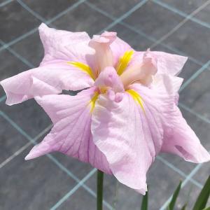 チャーム（charm） （ビオトープ）水生植物 花菖蒲 桃霞（モモガスミ