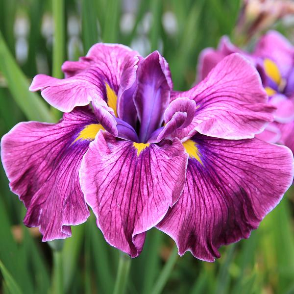 （ビオトープ）水辺植物　花菖蒲　高尾錦（タカオニシキ）肥後系藤色紫筋極大輪六英花（１ポット）