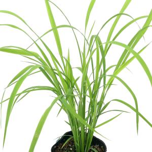 （ビオトープ）水生植物　お米の苗　古代米　西海観２４６号（サイカイカン）観賞用稲　３号（１ポット）（休眠状態）