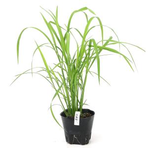 (ビオトープ)水生植物 お米の苗 古代米 西海...の詳細画像1