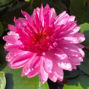 （ビオトープ）睡蓮　温帯性睡蓮（スイレン）（桃）　フクシャ　ポンポン　Ｆｕｃｈｓｉａ　Ｐｏｍ　Ｐｏｍ　（１ポット）