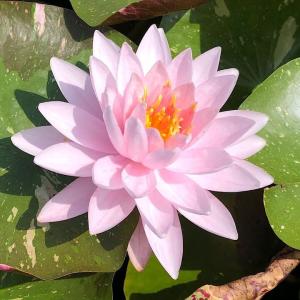 (ビオトープ)睡蓮 温帯性睡蓮(スイレン)(桃...の詳細画像1