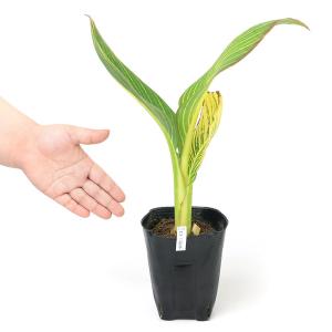 (ビオトープ)水生植物 カンナ ベンガルタイガ...の詳細画像1