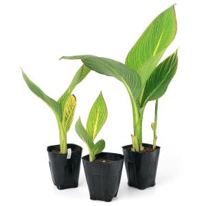 (ビオトープ)水生植物 カンナ ベンガルタイガ...の詳細画像2