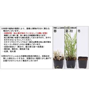 (ビオトープ)水生植物 カンナ ベンガルタイガ...の詳細画像3