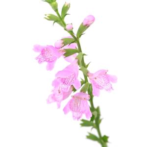 （ビオトープ）水生植物　フィソステギア　レプトフィラ（カクトラノオ）（１ポット）湿生植物