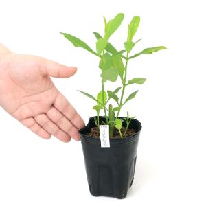 (ビオトープ)水生植物 フィソステギア レプト...の詳細画像1