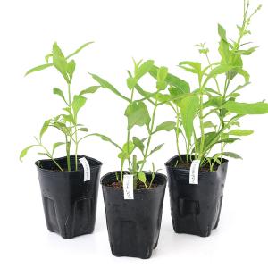 (ビオトープ)水生植物 フィソステギア レプト...の詳細画像2