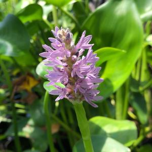 （ビオトープ）水生植物　ポンテデリアｓｐ．桃花（ポンテデリア　ピンク）４号（１ポット）　抽水植物（休眠状態）