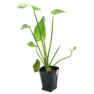 (ビオトープ)水生植物 ポンテデリアsp.桃花...の詳細画像1