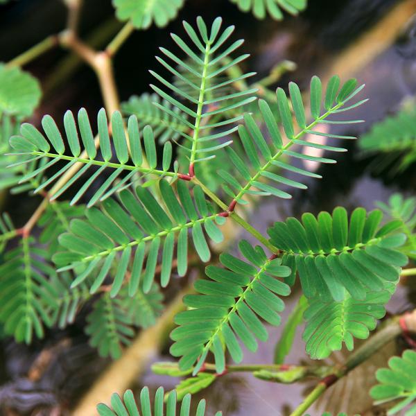 （ビオトープ／水生植物）ミズオジギソウ　５〜１０ｃｍ（１本）抽水植物