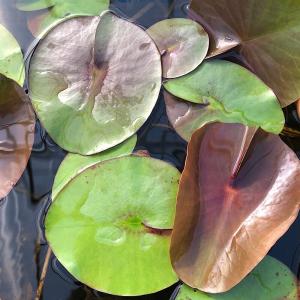 （ビオトープ）睡蓮　温帯性睡蓮（スイレン）（紫）クイーン・シリキッド（１ポット）　（休眠状態）