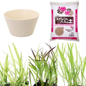 （ビオトープ）イネトープ　稲苗栽培セット　おまかせ稲苗３種＋睡蓮鉢（ホワイト）＋固形肥料＋用土　観賞用稲　自由研究　本州四国限定