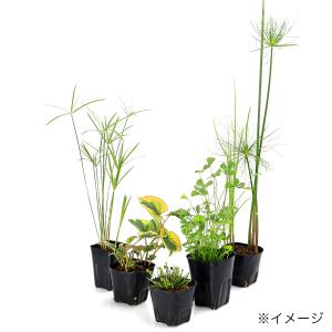 (ビオトープ)水生植物 オススメ ビオ植物(無...の詳細画像4