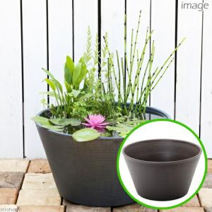 （ビオトープ）睡蓮鉢ブラウン（茶）　あぜなみレイアウト　スイレンセット　本州四国限定　お一人様１点限り