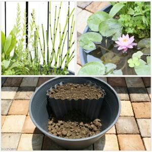 (ビオトープ)睡蓮鉢ブラウン(茶) あぜなみレ...の詳細画像2
