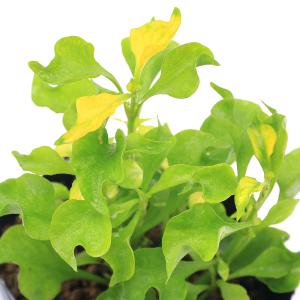 (ビオトープ)水生植物 アルター グリーン(1...の詳細画像1