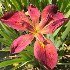 (ビオトープ)水生植物 ルイジアナアイリス サウ...の商品画像