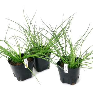 (ビオトープ)水生植物 ミズニラモドキ(1ポッ...の詳細画像1